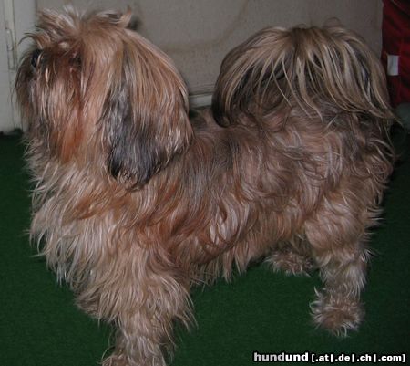 Bichon/Yorkie Hunde Foto 18898 in höherer Auflösung ansehen Bichon/Yorkie Brenda, Bichon yorkie from Bucharest, Romania