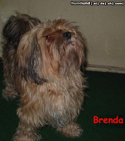 Bichon/Yorkie Hunde Foto 18897 in höherer Auflösung ansehen Bichon/Yorkie Brenda, Bichon yorkie from Bucharest, Romania