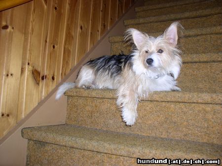 Bichon/Yorkie Hunde Foto 19692 Bichon/Yorkie Barbie Beauties Nemo Taylor