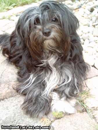 Bichon/Yorkie Hunde Foto 24518 Bichon/Yorkie Mir geht es gut