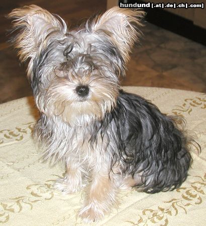 Bichon/Yorkie Hunde Foto 22470 in höherer Auflösung ansehen Bichon/Yorkie Kaisa 6 month