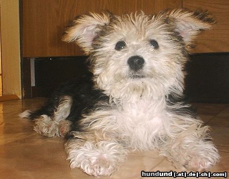 Bichon/Yorkie Hunde Foto 3363 Bichon/Yorkie Katsy