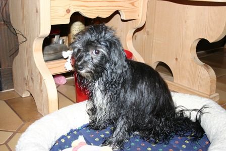 Bichon/Yorkie Hunde Foto 30965 Bichon/Yorkie nie mehr baden!!!!