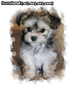 Bichon/Yorkie Hunde Foto 25824 Bichon/Yorkie Biyok \\\\\\\\\\\\\\\\