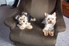 Bichon/Yorkie Foto: Sammy (r., Yorki), Wisky (l. Bichon-Yorki) (ID 22073) Bichon/Yorkie Hund
