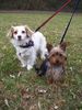 Bichon/Yorkie Foto: Ich bin Linus (ein Bichon-Yorkie) und das ist meine Freundin Lilli (ein Bichon-Chihuahua). (ID 45725) Bichon/Yorkie Hund