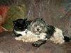 Bichon/Yorkie Foto: wir sind Freunde (ID 35555) Bichon/Yorkie Hund