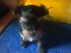 Bichon/Yorkie Foto: Biyok-Color from little Dream (ID 14607) Bichon/Yorkie Hund