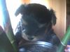 Bichon/Yorkie Foto: Biyok-Color from little Dream (ID 14608) Bichon/Yorkie Hund