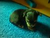 Bichon/Yorkie Foto: Biyok-Color from little Dream (ID 14596) Bichon/Yorkie Hund