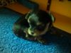 Bichon/Yorkie Foto: Biyok-Color from little Dream (ID 14599) Bichon/Yorkie Hund
