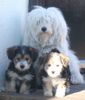 Bichon/Yorkie Foto: Barbie Beauties Bombom, Kassandra and Katzy 7 w. (ID 2838) Bichon/Yorkie Hund
