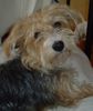 Bichon/Yorkie Foto: Kassandra/Thyra (ID 17353) Bichon/Yorkie Hund