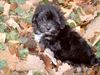 Bichon/Yorkie Foto: Dipsy Rasse Biyok geb.9.10.04 (ID 17633) Bichon/Yorkie Hund
