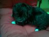 Bichon/Yorkie Foto: Color from little dream Welpe 6 Wochen (ID 16439) Bichon/Yorkie Hund