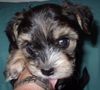 Bichon/Yorkie Foto: Barbie Beauties Skrållan as baby (ID 1832) Bichon/Yorkie Hund