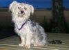Bichon/Yorkie Foto: Barbie Beauties Kajsa-Pajsa 8 m alte. (ID 5242) Bichon/Yorkie Hund