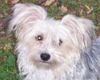 Bichon/Yorkie Foto: Barbie Beauties Kajsa Pajsa typ Gremlin (ID 14258) Bichon/Yorkie Hund