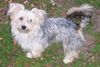 Bichon/Yorkie Foto: Barbie Beauties Kajsa Pajsa typ Gremlin (ID 14257) Bichon/Yorkie Hund