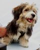 Bichon/Yorkie Foto: Barbie Beauties Kingston typ Teddy Bear (ID 14266) Bichon/Yorkie Hund