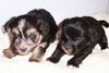Bichon/Yorkie Foto: Barbie Beauties Lorelei o Love Me Do 3 W (ID 3799) Bichon/Yorkie Hund