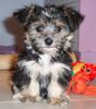 Bichon/Yorkie Foto: Barbie Beauties Lorelej 7 w (ID 5598) Bichon/Yorkie Hund