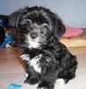 Bichon/Yorkie Foto: Barbie Beauties Love Me Do (ID 5599) Bichon/Yorkie Hund