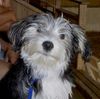 Bichon/Yorkie Foto: Barbie Beauties Ludde i ridhuset (ID 3279) Bichon/Yorkie Hund