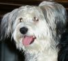 Bichon/Yorkie Foto: Barbie Beauties Ludde (ID 2840) Bichon/Yorkie Hund