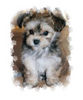 Bichon/Yorkie Hund