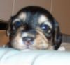 Bichon/Yorkie Foto: Nugget 18 day old (ID 5828) Bichon/Yorkie Hund