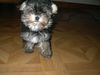 Bichon/Yorkie Foto: donald 12 woche (ID 16629) Bichon/Yorkie Hund