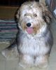 Bichon/Yorkie Foto: Barbie Beauties Qnaster 6 m (ID 17428) Bichon/Yorkie Hund