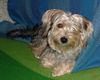 Bichon/Yorkie Foto: Barbie Beautie\'s Qnyttet (ID 18089) Bichon/Yorkie Hund
