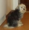 Bichon/Yorkie Foto: Barbie Beauties Skrållan (ID 1831) Bichon/Yorkie Hund