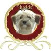 Bichon/Yorkie Foto: Barbie Beautie's Newton (ID 18088) Bichon/Yorkie Hund