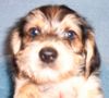 Bichon/Yorkie Foto: Barbie Beauties Victor (ID 16768) Bichon/Yorkie Hund