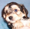 Bichon/Yorkie Foto: Barbie Beauties Vicke Vire (ID 16766) Bichon/Yorkie Hund