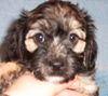 Bichon/Yorkie Foto: Barbie Beauties Victor (ID 16767) Bichon/Yorkie Hund