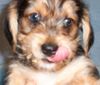 Bichon/Yorkie Foto: Barbie Beauties Victor (ID 16769) Bichon/Yorkie Hund
