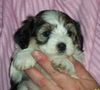 Bichon/Yorkie Foto: Barbie Beautie\\\'s Zûbeyde 5 veckor (ID 22746) Bichon/Yorkie Hund