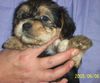 Bichon/Yorkie Foto: Barbie Beautie's Zelda 5 veckor (ID 22747) Bichon/Yorkie Hund