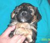 Bichon/Yorkie Foto: Barbie Beautie\'s Ziegfried 5 veckor (ID 22745) Bichon/Yorkie Hund