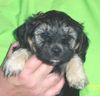 Bichon/Yorkie Foto: Barbie Beautie's Zlatan 5 veckor (ID 22744) Bichon/Yorkie Hund