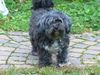 Bichon/Yorkie Foto: Dipsy (ID 34469) Bichon/Yorkie Hund