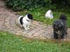 Bichon/Yorkie Foto: Dipsy+ BOBBY (ID 34470) Bichon/Yorkie Hund