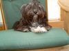 Bichon/Yorkie Foto: Biyok Dipsy ..8 Monate (ID 22387) Bichon/Yorkie Hund