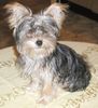 Bichon/Yorkie Foto: Kaisa 6 month (ID 22470) Bichon/Yorkie Hund