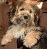 Bichon/Yorkie Foto: Barbie Beauties Newton typ Teddy Bear (ID 14259) Bichon/Yorkie Hund