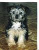 Bichon/Yorkie Foto: Barbie Beauties Theo som liten valp (ID 22748) Bichon/Yorkie Hund
